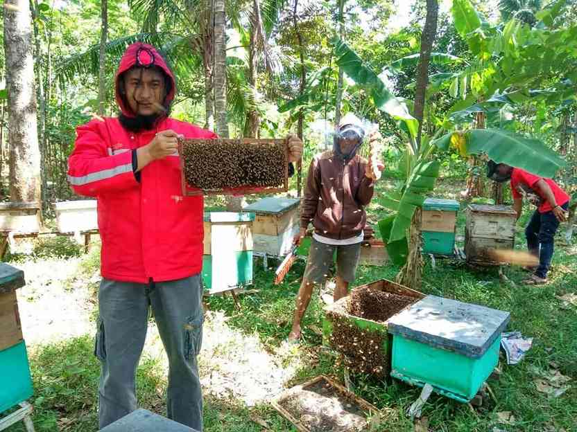 Peternak Lebah Pati Jawa Tenagh